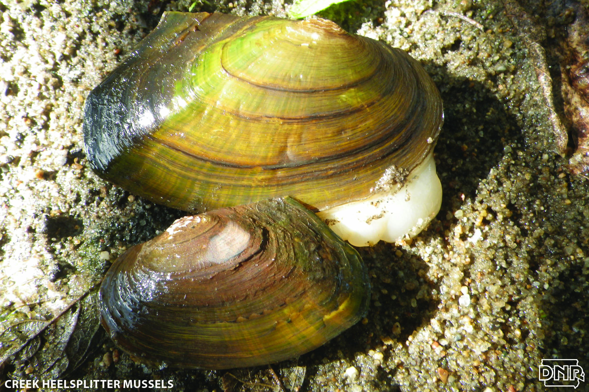 Cool things you should know about creek heelsplitters and other mussels | Iowa DNR